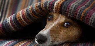 CRMV-SP orienta cuidados extras com os pets no inverno