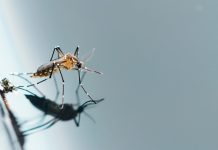 Cuidados com a caixa d’água na prevenção da Dengue, Chikungunya e Zika