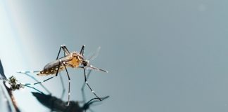Cuidados com a caixa d’água na prevenção da Dengue, Chikungunya e Zika