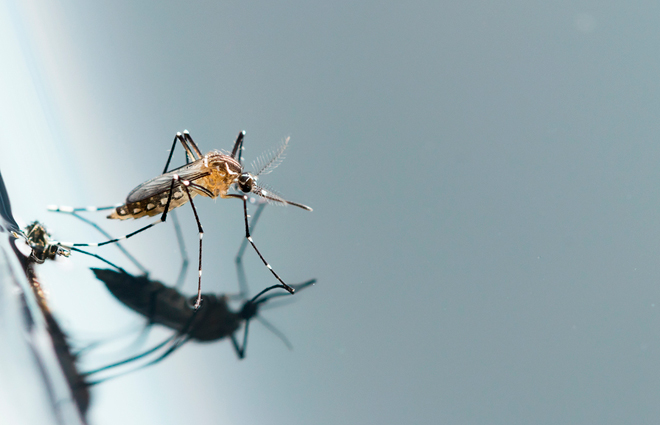 Cuidados com a caixa d’água na prevenção da Dengue, Chikungunya e Zika