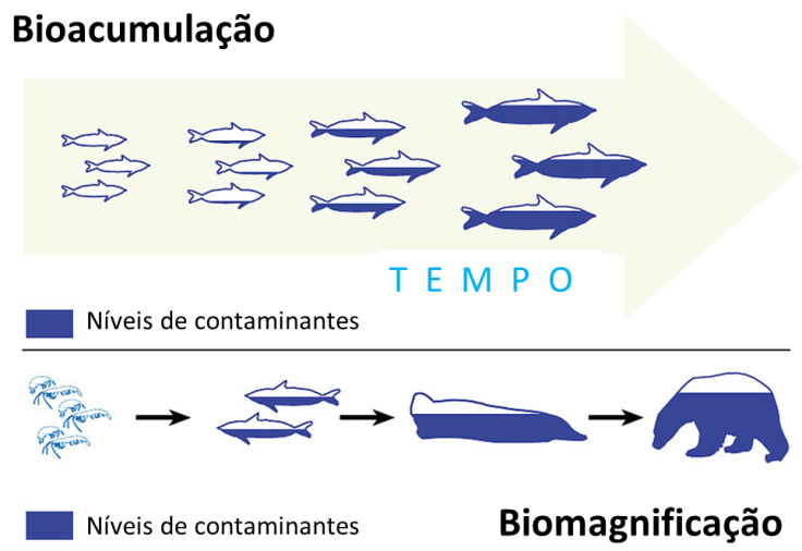 Bioacumulação no período de tempo