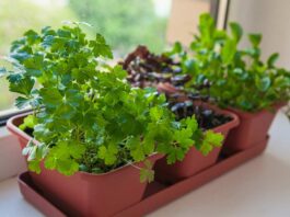 Como fazer uma horta em casa? Chega de verduras murchando na geladeira!