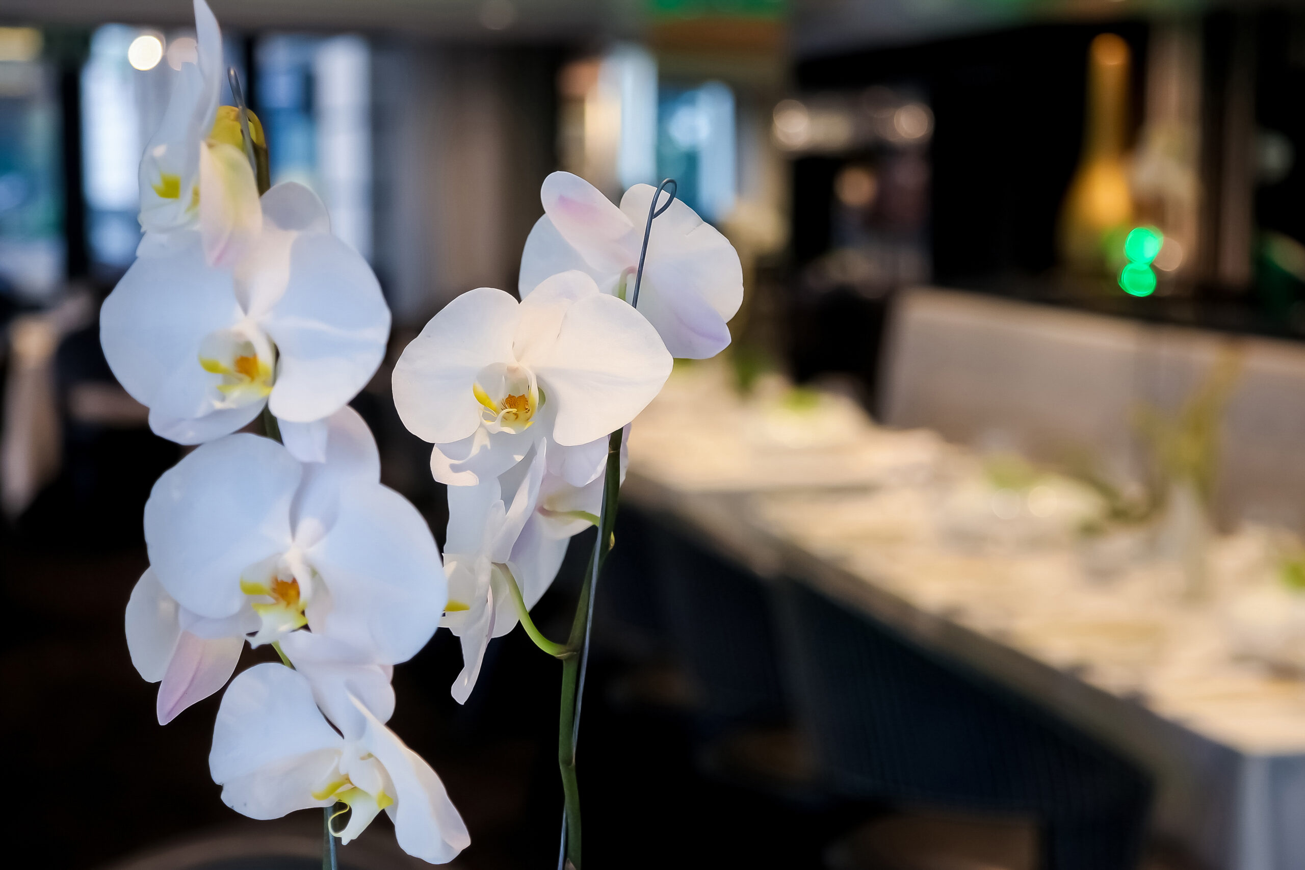 Os diferentes significados de cada cor das orquídeas | Lamattina Digital  News